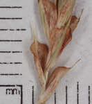 Longstalk sedge